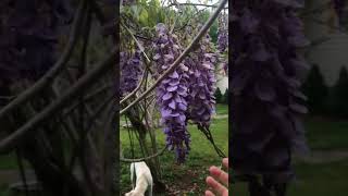 Wisteria vine trained into a tree