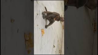 Feeding Monkey part 1 #monkey #feeding