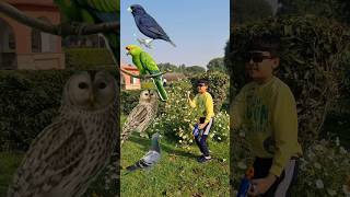 Birds name new funny vfx magic | Kinmaster editing | Vfxgaurav