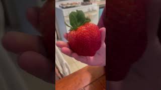 Giant Strawberry From The Garden