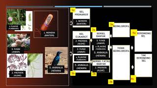 KLASIFIKASI MAKHLUK HIDUP (KLASIFIKASI 5 KINGDOM)