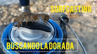 pesca surfcasting ¡ buscando la dorada ! jornada desde la playa surfcasting