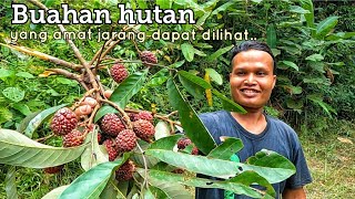 Dalam hutan Malaysia pun ada buah Laici rupanya.