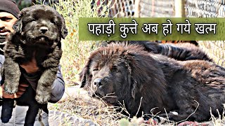 Bhotia Dog puppies for sale Gaddi puppy , भोटिया कुत्ते uttarakhand wale