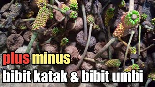 PERBEDAAN BIBIT KATAK DENGAN UMBI MINI,BIBIT PORANG 2020!!