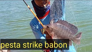 ikan nila babon di waduk Bajul mati nggak habis habis