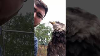 It’s a amazing story 🤩🤩 #animals #shortvideo #shorts #story #viralvideo #hawk