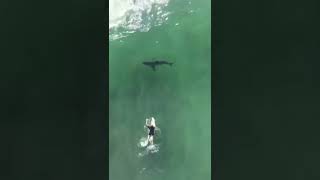 Surfing with a great white shark #sea #ocean #shark #surfing #shorts