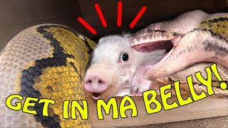 SNAKE ATE OUR PIG!