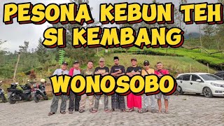 PESONA KEBUN TEH LEMBAH SI KEMBANG WONOSOBO#wisata #wisataalam #wisataindonesia #diengwonosobo