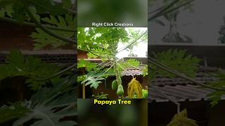 #shorts | Tiny Papaya Tree