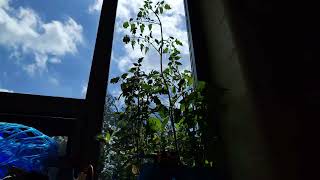 4k plant time lapse - Part 3/3 - Tomato, Lentil, Beans