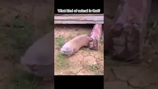 Real life diglet #animals ##nteresting #pokemon #mole #rat