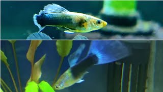 Healing torn guppy tail. How to treat Guppy with fin rot? How to fix guppy tail? Guppy fish diseases