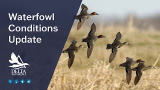 Waterfowl Conditions Update - 2021 Fall Flight