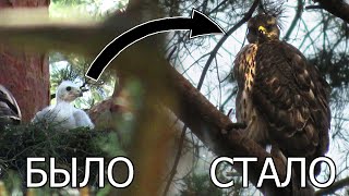 Птенцы Ястреба выросли, 2 июня - 27 июня 2024 года / The hawk cubs have grown up