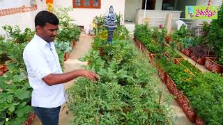 Terrace Garden in Fiber Tubs   A Father Gift to Daughter