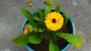 how to grow calendula plant| how to repot calendula plant| #calendula #potmarigold#mysmallgarden