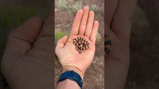 TINY Banded Snake!