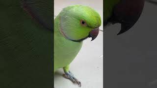 Beautiful African Ringneck Parrot #lovebirds #talkingparrot #cockatoos #shorts #viral #creativity