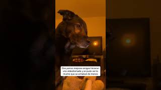 Perros que hablan por video llamadas