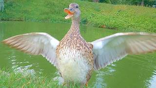 Gadwall Duck Family is Suspicious of My GoPro Camera [4K]