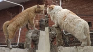 Pet cat vs stray cat 8th episode/Wild Cat vs Pet Cat fight/cats fight over territory full sound