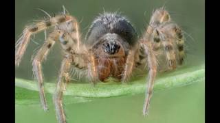 Maimuna vestita, 5mm, 178 shots