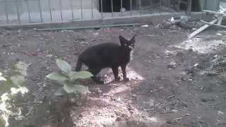 Armenian Black Cat protecting her babe)