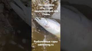 У нас на острове начался лицензионный лов Симы (вишневый лосось) #сахалин #рыбалка #туризм