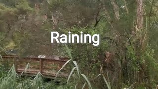 Raining 2 #calming #nature #rain #Shortvideos