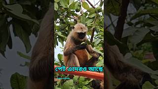 Honumaner peara khawa #shorts #life #wildlife #save #villagelife #trending #minivlog #bangla #viral