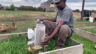 How to protect banana trees in winter