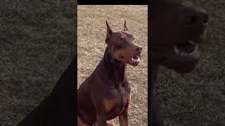 Doberman Pinscher, Perro Doberman, European Doberman, Puppy, Doberman, Brown Doberman, Big Dog, Dobi