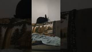 Bunny Climbing On The Back Of The Couch