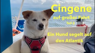 Extra: Cingene auf großer Fahrt. Teil 2: Ein Hund erobert den Atlantik