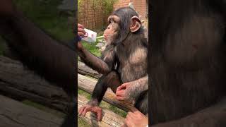 Baby chimp drinking yogurt