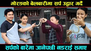 Rat Snake Rescue Morang Belbari 3 Milijuli Tol || common nepali rat snake morang nepal rescue dev