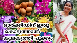 ഓർക്കിഡ് ചെടിയിൽ പൂക്കൾകൊണ്ട് നിറയാൻ || How to repot ground Orchid ||salu koshy/