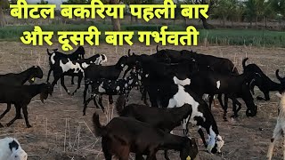 पहली बार दूसरी बार ब्याने वाली बकरीया ( @Mjfarmingvlogs ) #beetalgoat #female