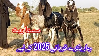 4 بکرے دو کالے ڈبے اور دو مکھی چینے قربانی 2025 مناسب قیمت 27500 احمد اینیمل فارم 03045896486