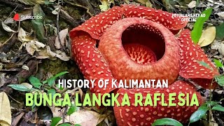 Proses Pertumbuhan Bunga RAFLESIA!!! Tumbuhan Langka yang di Lindungi