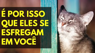 Porque meu GATO se ESFREGA em TUDO