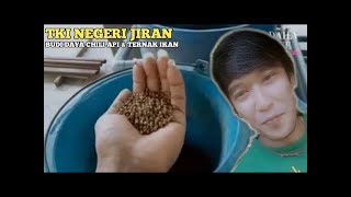 VLOG #²   TKI NEGERI JIRAN    KEGIATAN SORE HARI    BUDI DAYA CHILI API & TERNAK IKAN