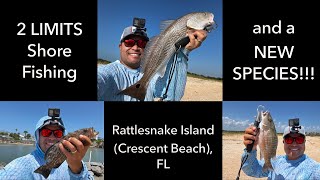 2 Inshore LIMITS Fishing from LAND!!! (Rattle Snake Island in South St. Augustine, FL)