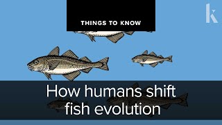 How humans shift fish evolution | Things to Know