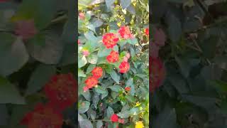 lal tena plant best varieties list of flowers plants, indoor and outdoor plants #gardening #plants