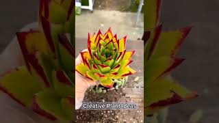 Creative Plant Ideas - Succulents on a face pot I PlantFactory