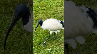 Australian White Ibis Foraging in Grass #shorts #birdwatching #sydney #australia