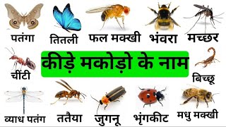 Insects Name In Hindi to English With Picture I कीड़े मकोड़ो के नाम हिंदी से अंग्रेजी में I